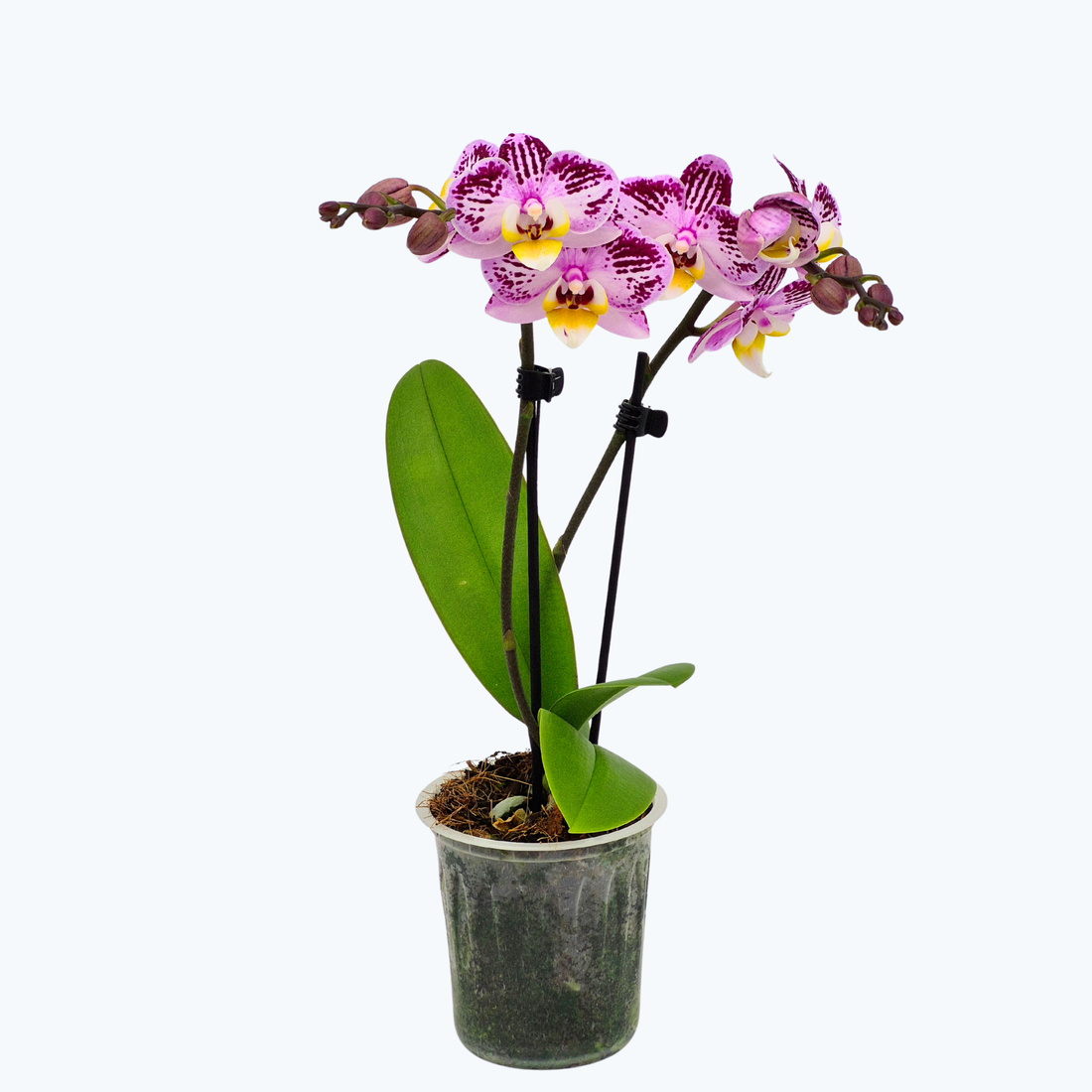 Table Dance Spotty mit violett-weißen gefleckten Blüten und 2 Rispen