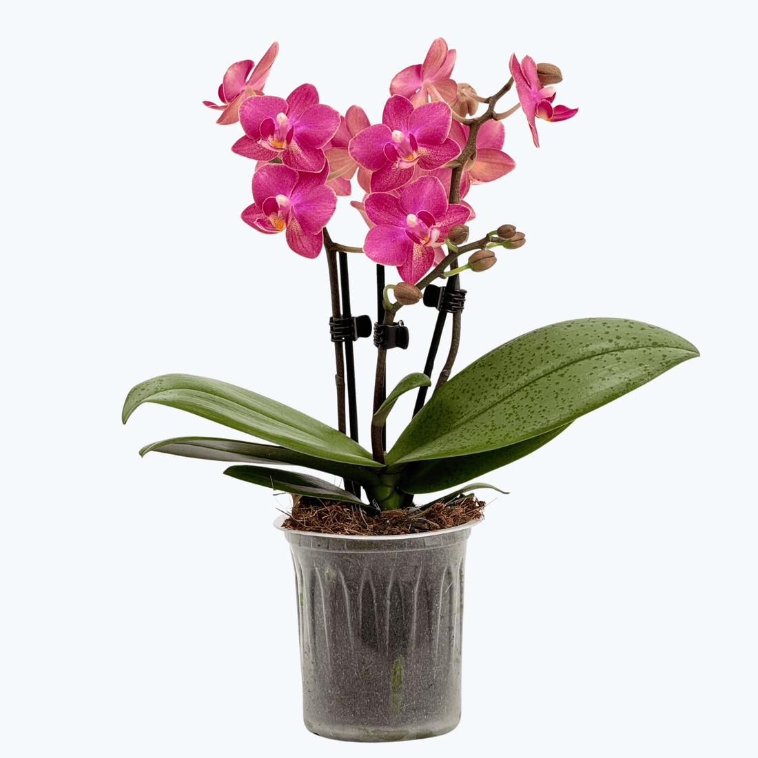 Duftorchidee Table Dance Secret Fragrance mit rot-pinken Blüten und 3 Rispen
