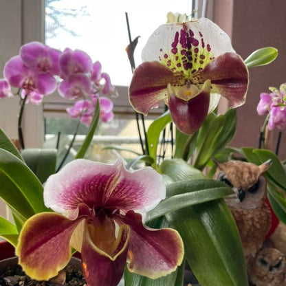 Frauenschuh Paphiopedilum Amerikanische Hybride mit getupfter Blüte und 1 Rispe