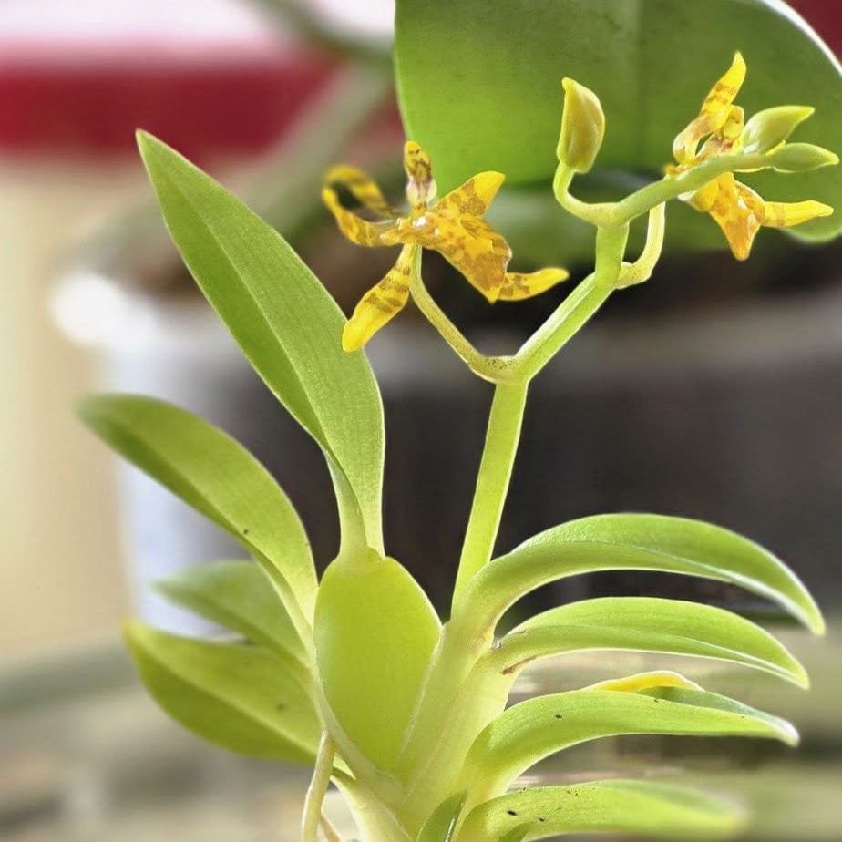 Mini-Duft-Orchidee Cyrtochilum meirax mit gelben Blüten und 1+ Rispen