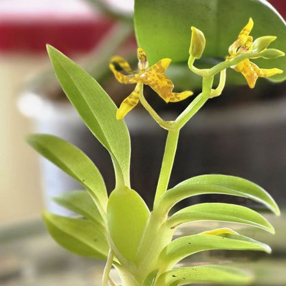 Mini-Duft-Orchidee Cyrtochilum meirax mit gelben Blüten und 1+ Rispen