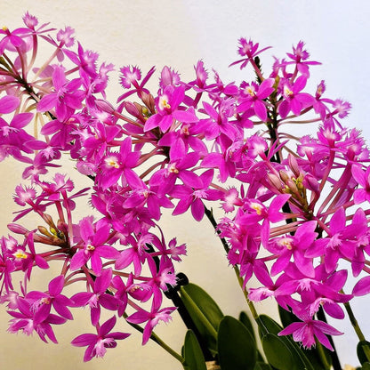 Epidendrum Nordic Fire Dauerblüher im 3er Set mit 2 Rispen