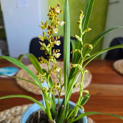 Solenidiopsis tigroides Duftorchidee mit 1+ Rispen Rarität