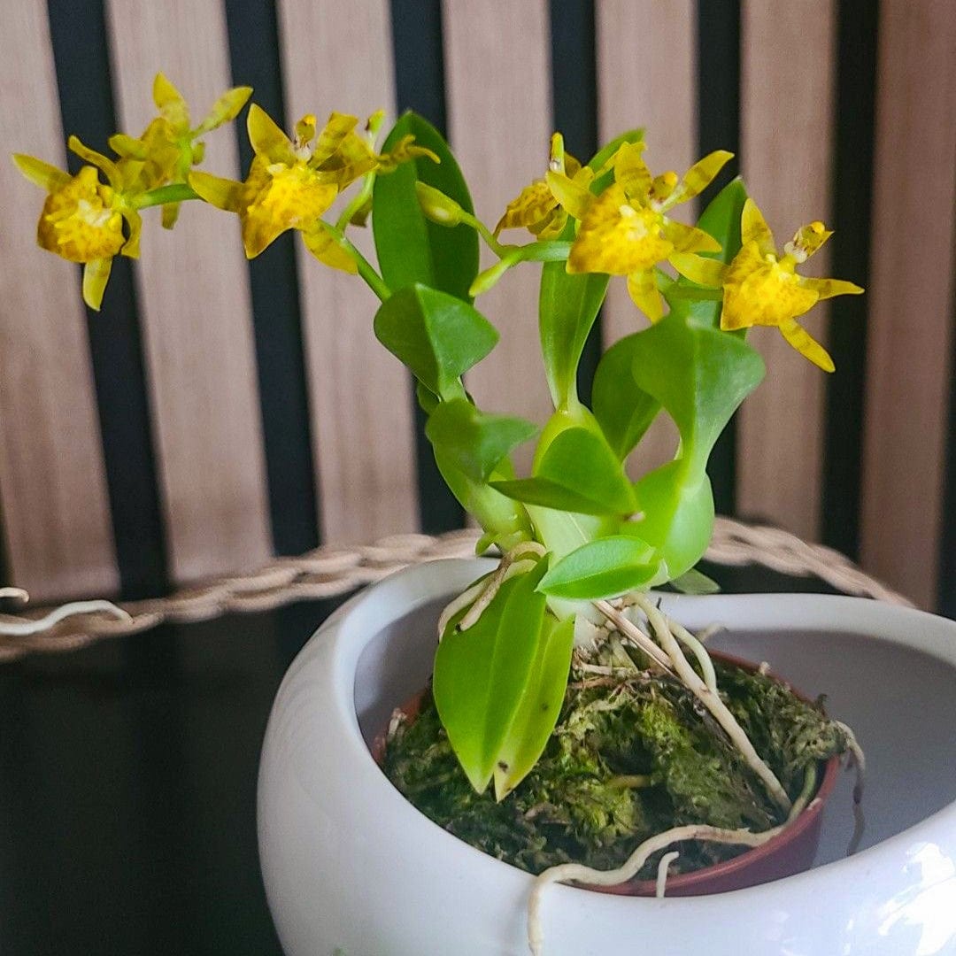Mini-Duft-Orchidee Cyrtochilum meirax mit gelben Blüten und 1+ Rispen