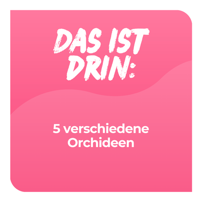 Überraschungspaket Surprise Deluxe