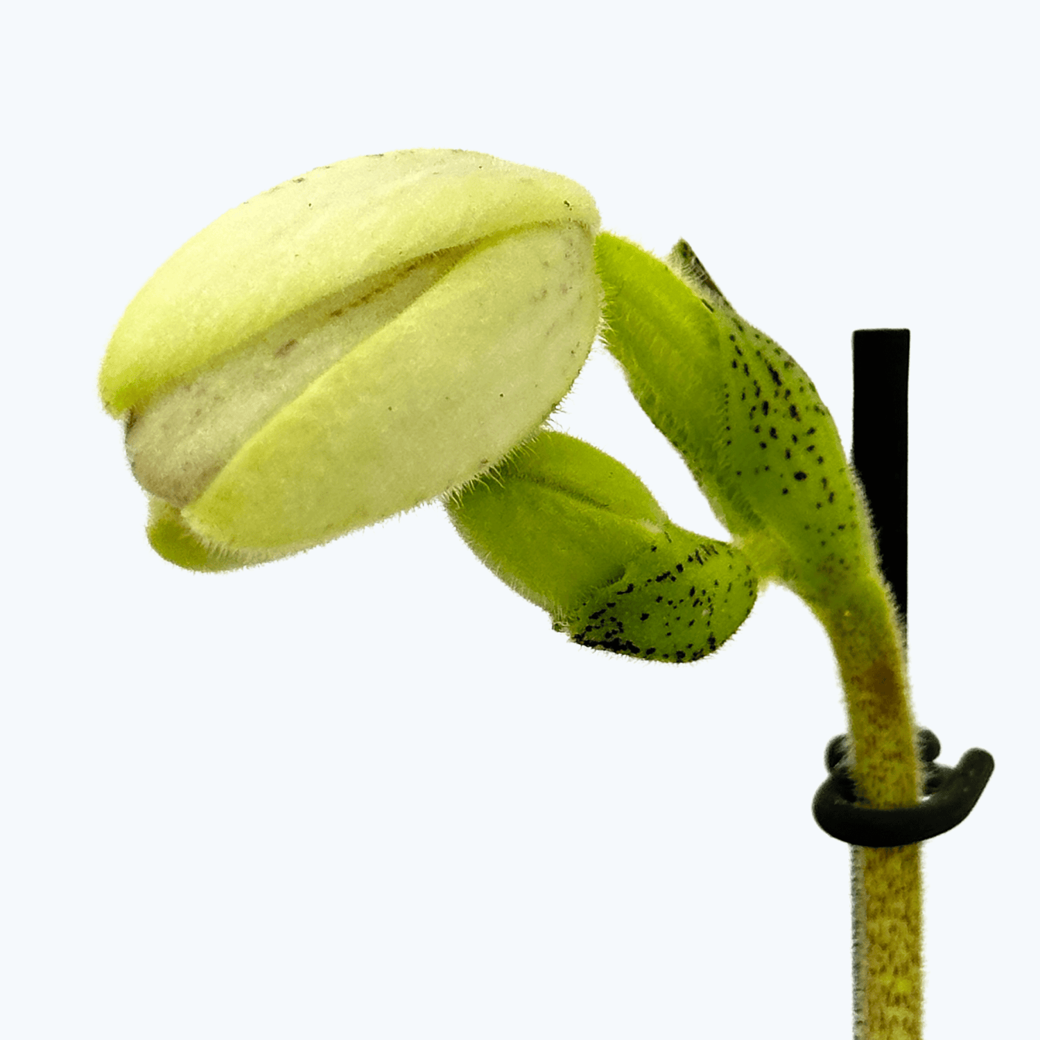 Frauenschuh Paphiopedilum Joyce Hazegawa mit rosa-weißer Blüte und 1 Rispe