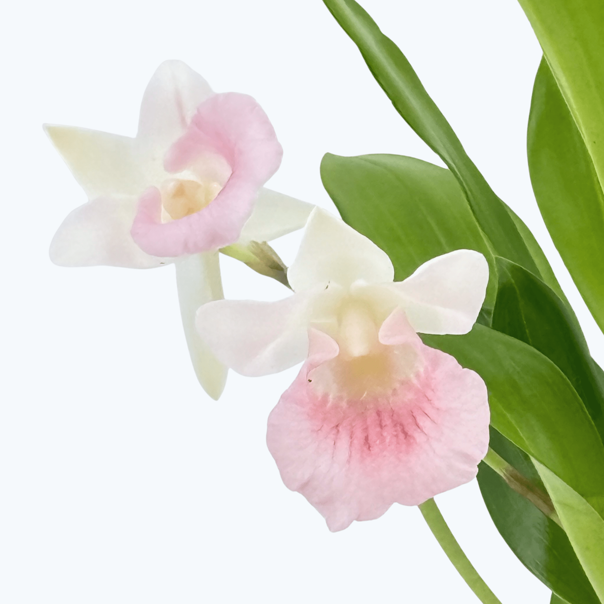 Cochleanthes  Rosalie mit rosa-weißer Blüte und 2+Rispen im 12cm Topf