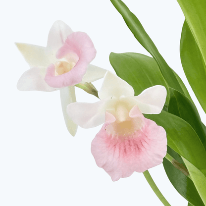 Cochleanthes  Rosalie mit rosa-weißer Blüte und 2+Rispen im 12cm Topf