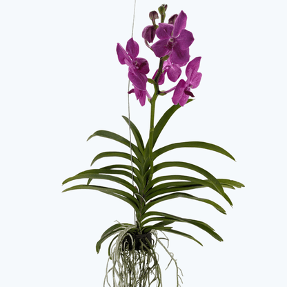 Vanda Orchidee in verschiedenen Farben