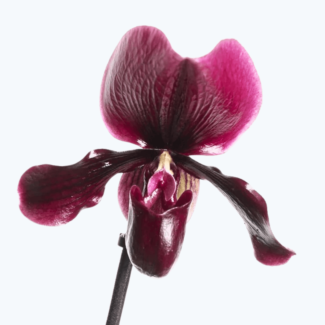 Frauenschuh Paphiopedilum Black Jack mit 1 Rispe