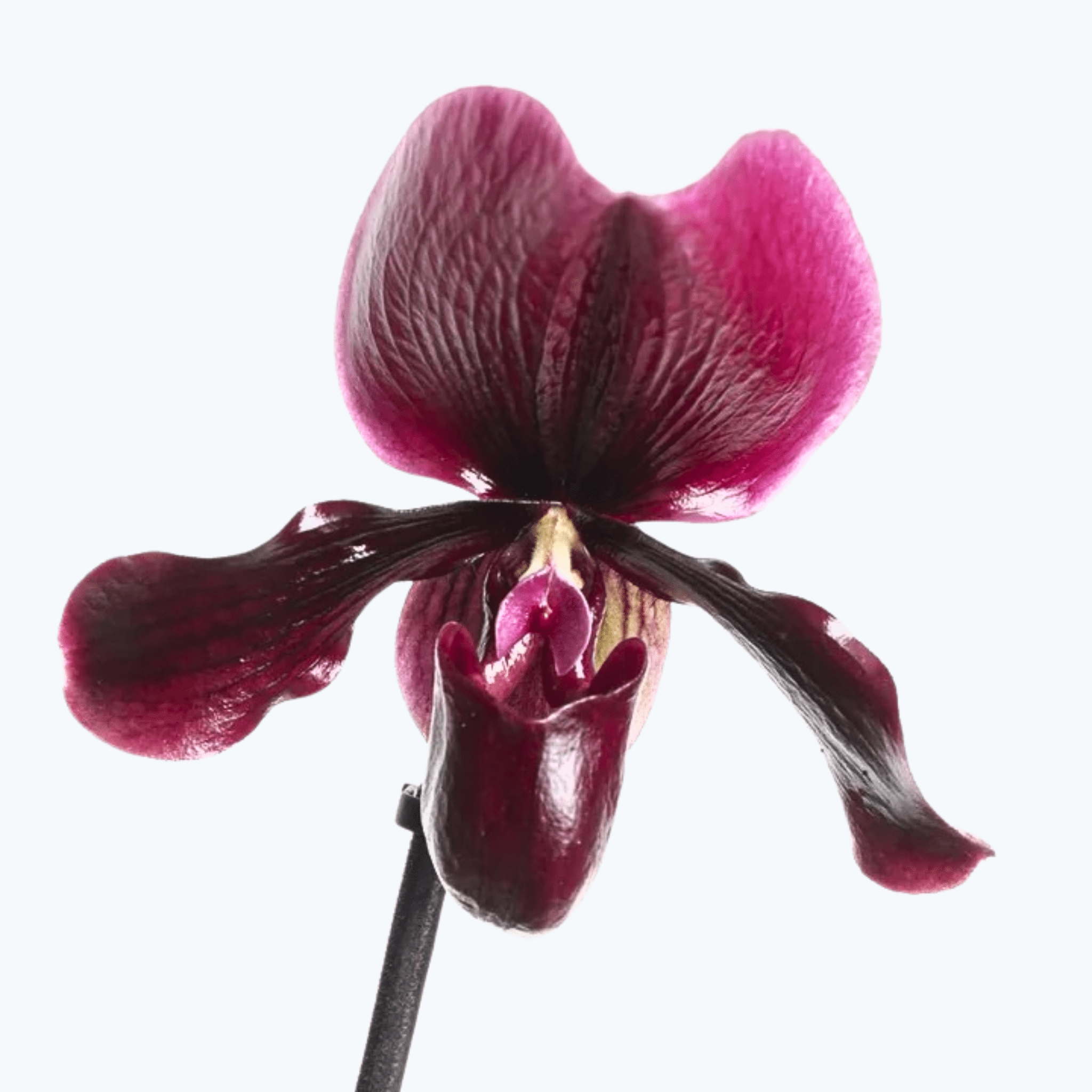 Frauenschuh Paphiopedilum Black Jack mit 1 Rispe