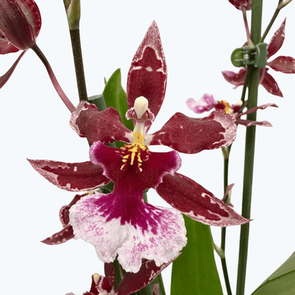Cambria Barrocco Red mit 4+ Rispen im 12cm Topf
