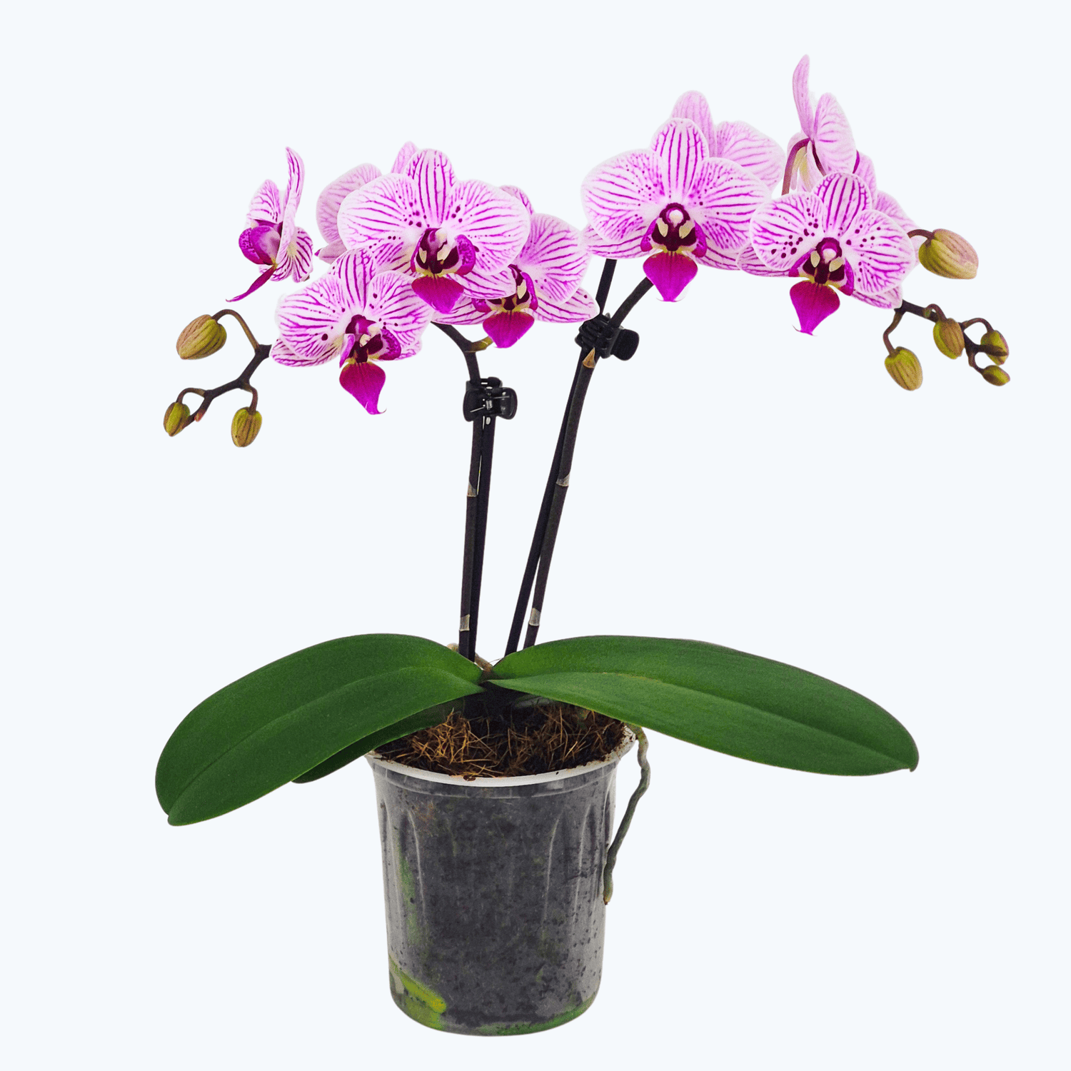 Table Dance Rosmerta mit weiß-pink gestreiften Blüten und 2 Rispen