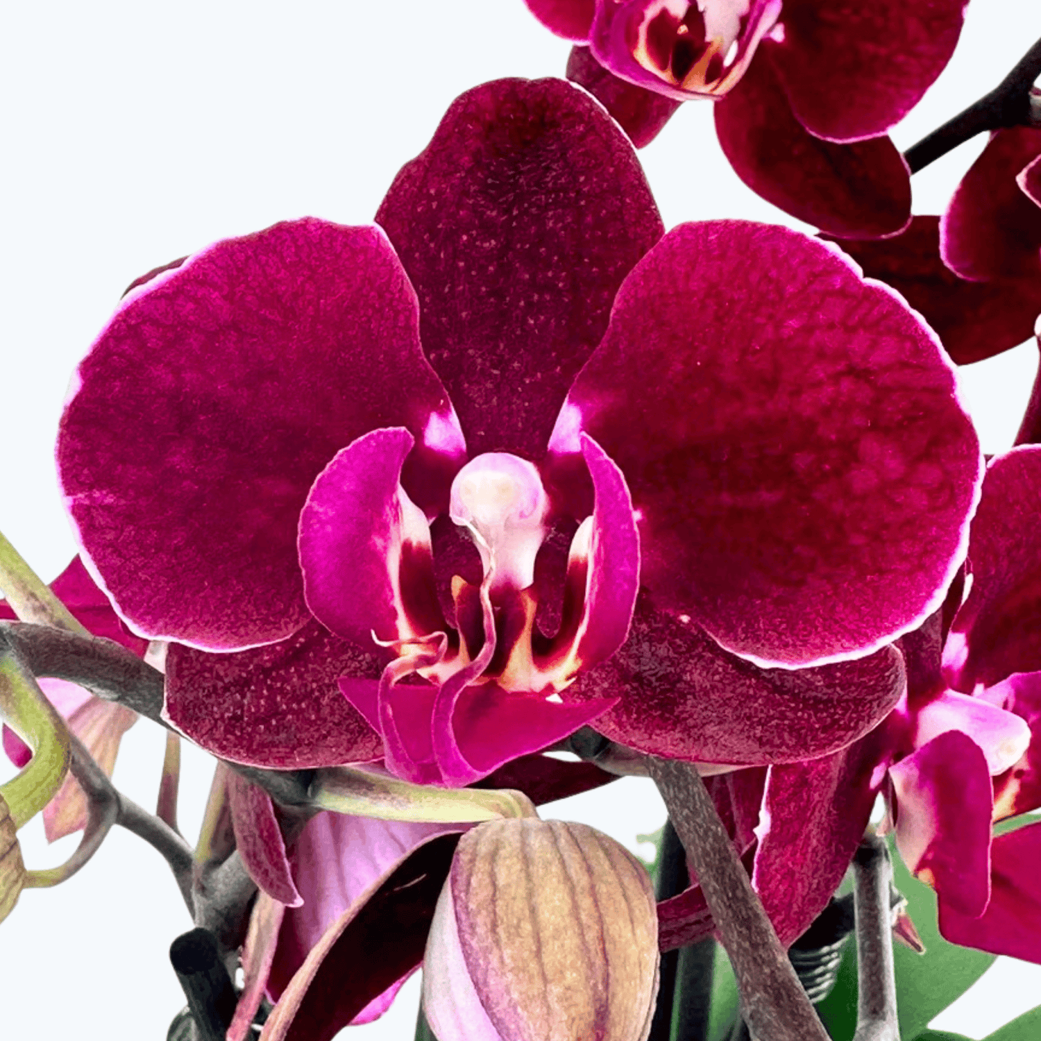 Phalaenopsis Farbmix im 3er Set mit 2 Rispen