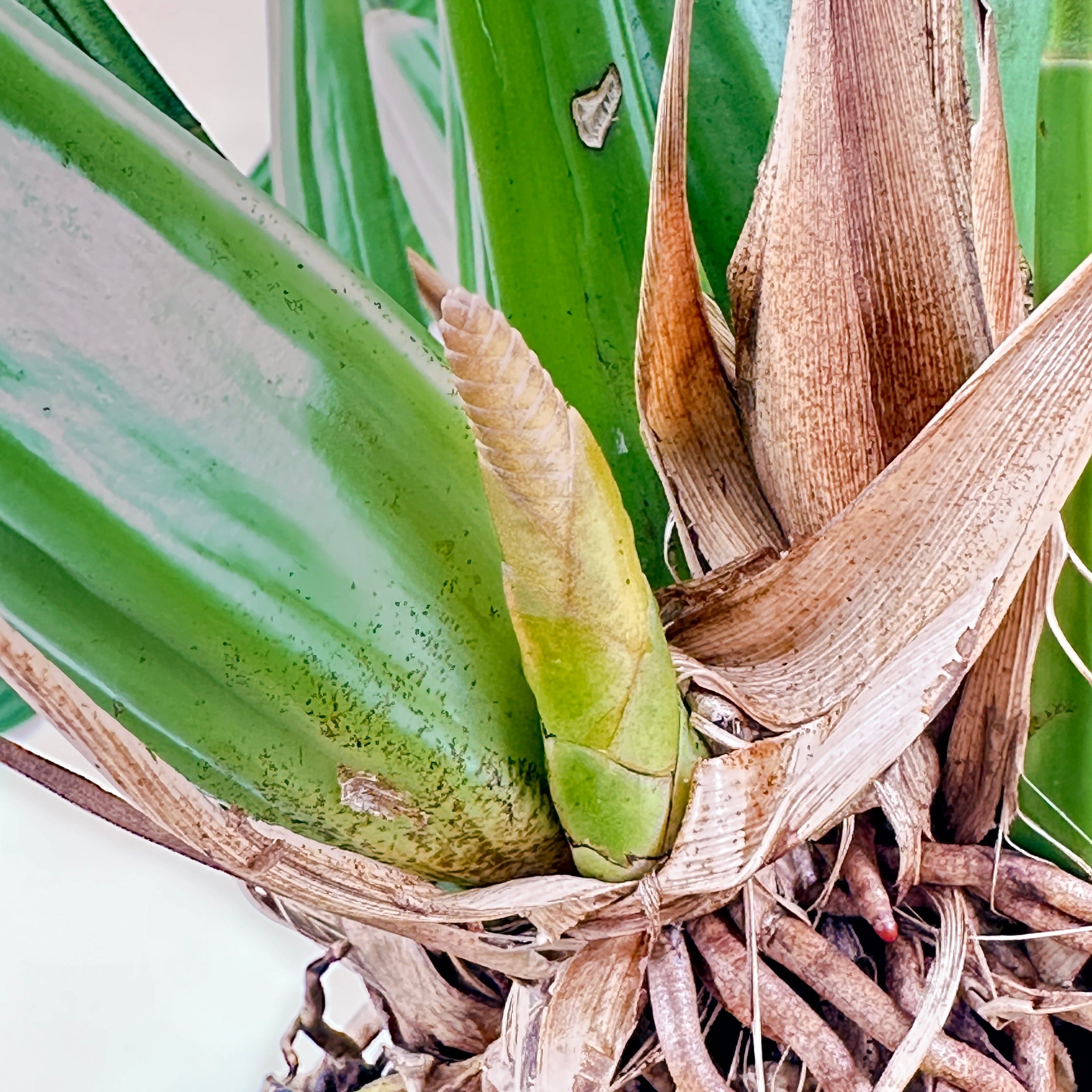 Coelogyne dayana Solitärpflanze im Orchideenkorb mit Rispenansatz - Rarität!