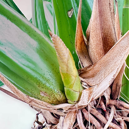 Coelogyne dayana Solitärpflanze im Orchideenkorb mit Rispenansatz - Rarität!