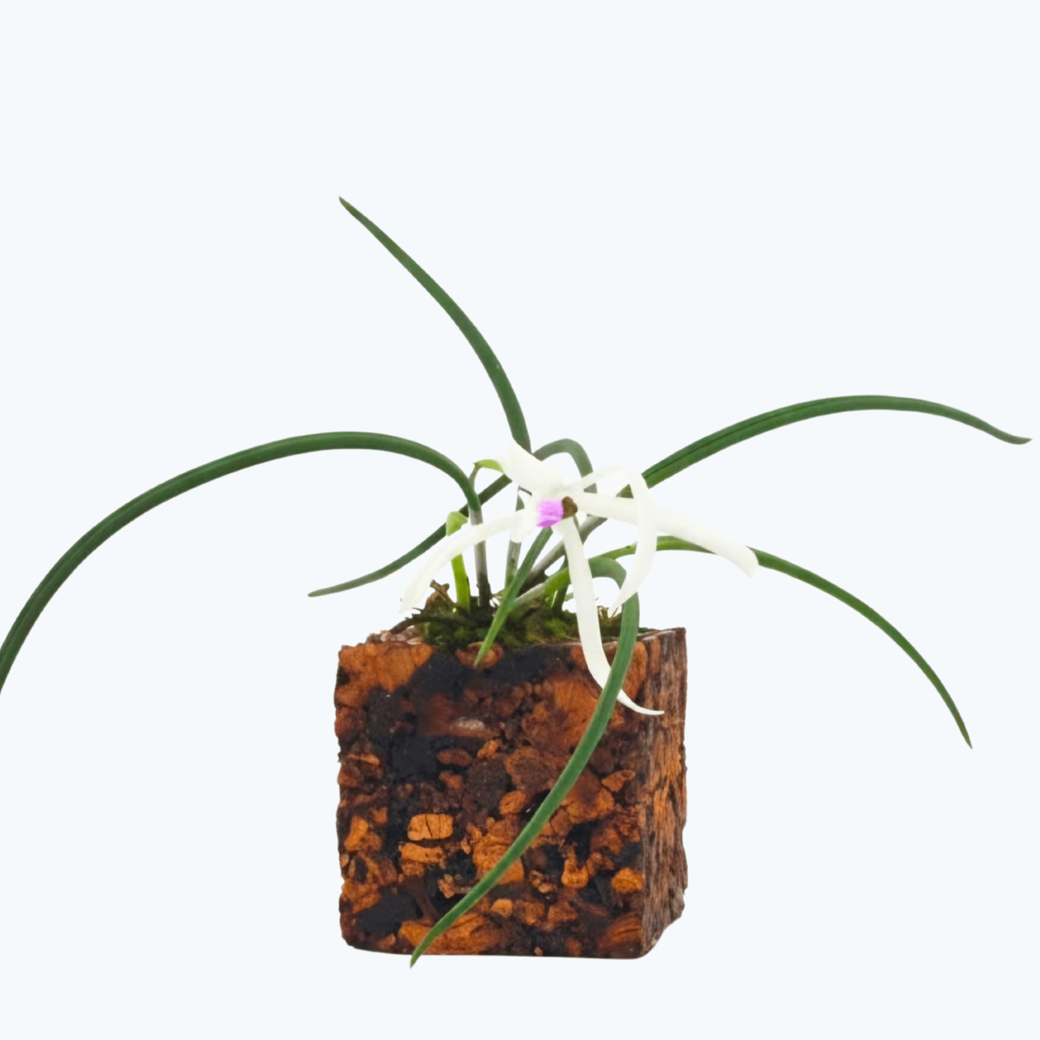 Leptotes botanic bicolor mit weißen Blüten im Korkquader