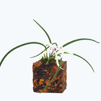 Leptotes botanic bicolor mit weißen Blüten im Korkquader