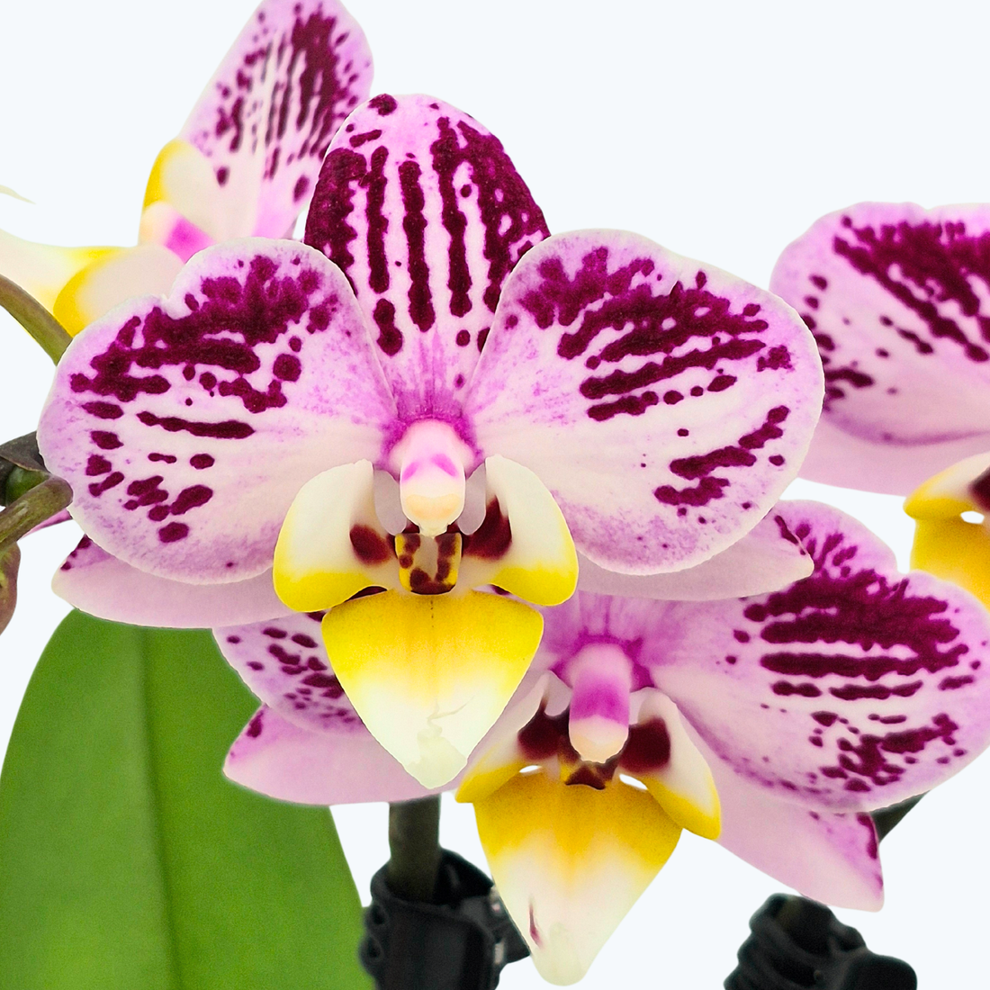 Table Dance Spotty mit violett-weißen gefleckten Blüten und 2 Rispen