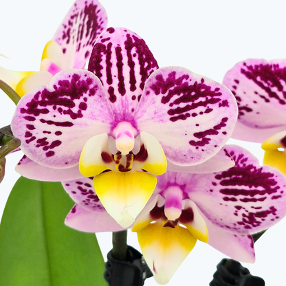Table Dance Spotty mit violett-weißen gefleckten Blüten und 2 Rispen