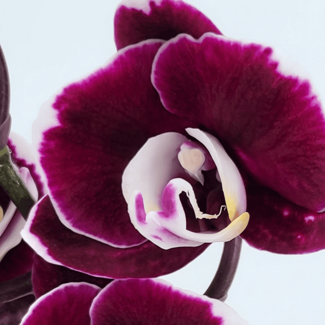 Phalaenopsis Seraphina Black mit dunkelvioletten Blüten und 2 Rispen