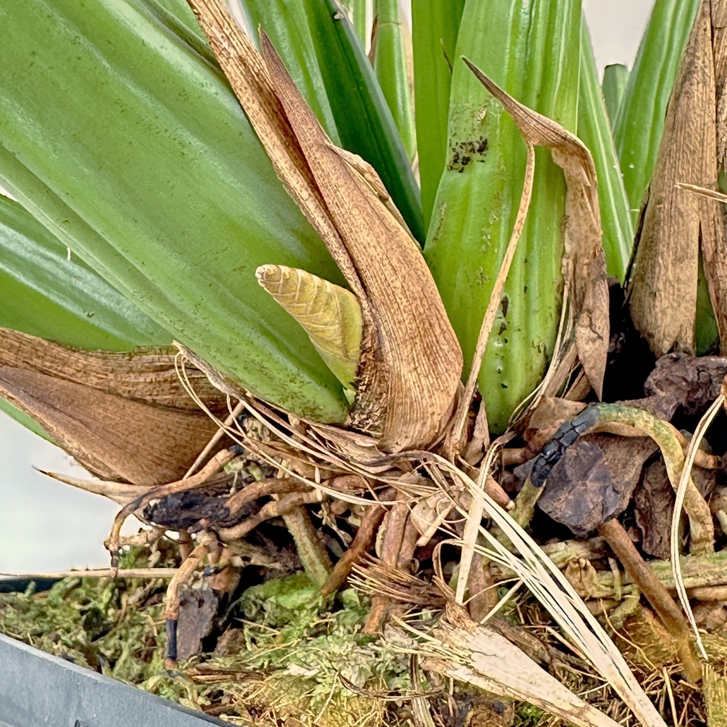 Coelogyne dayana Solitärpflanze im Orchideenkorb mit Rispenansatz - Rarität!
