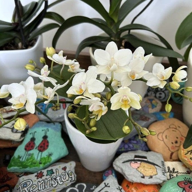 Bonsaiorchidee Nazare mit weißen Blüten und 3+ Rispen