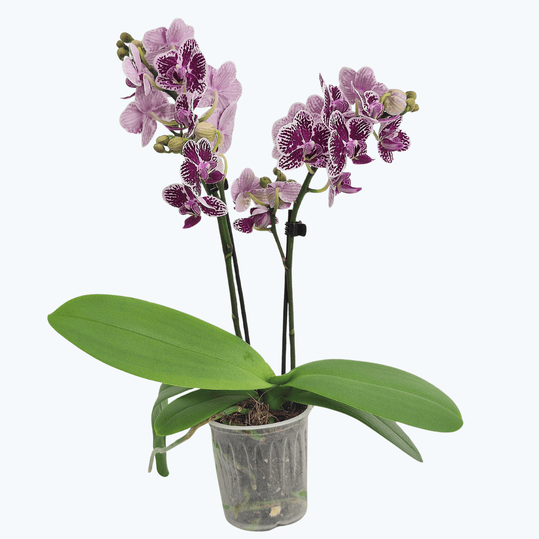 Table Dance Hazel mit weiß-violetten Blüten und 2 Rispen