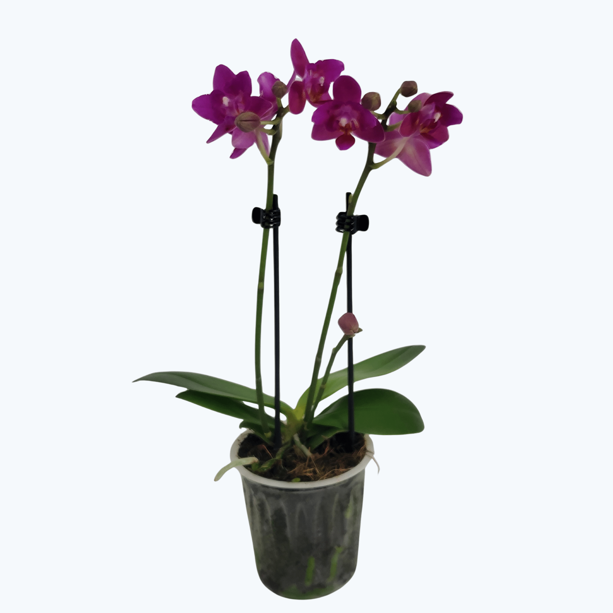 Pelorische Orchidee Table Dance Pink Flamingo mit pinken Blüten und 2 Rispen