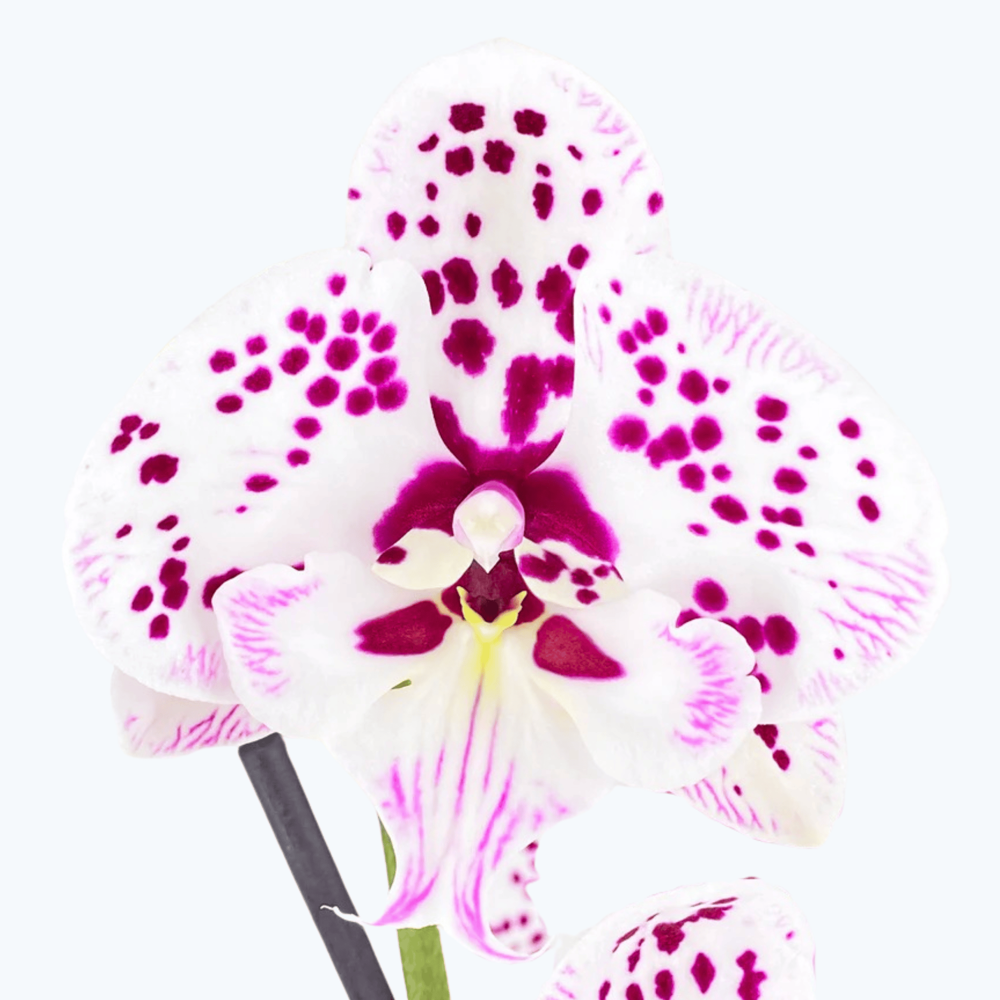 Phalaenopsis Farbmix im 3er Set mit 2 Rispen