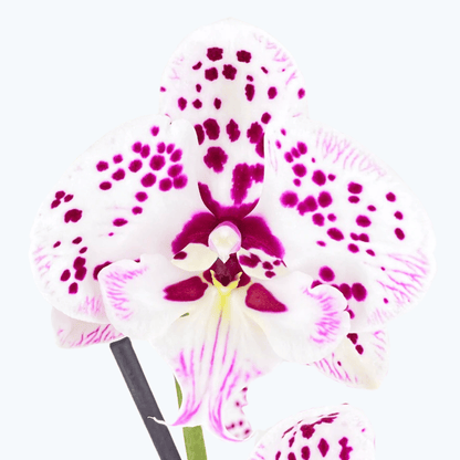 Phalaenopsis Farbmix im 3er Set mit 2 Rispen