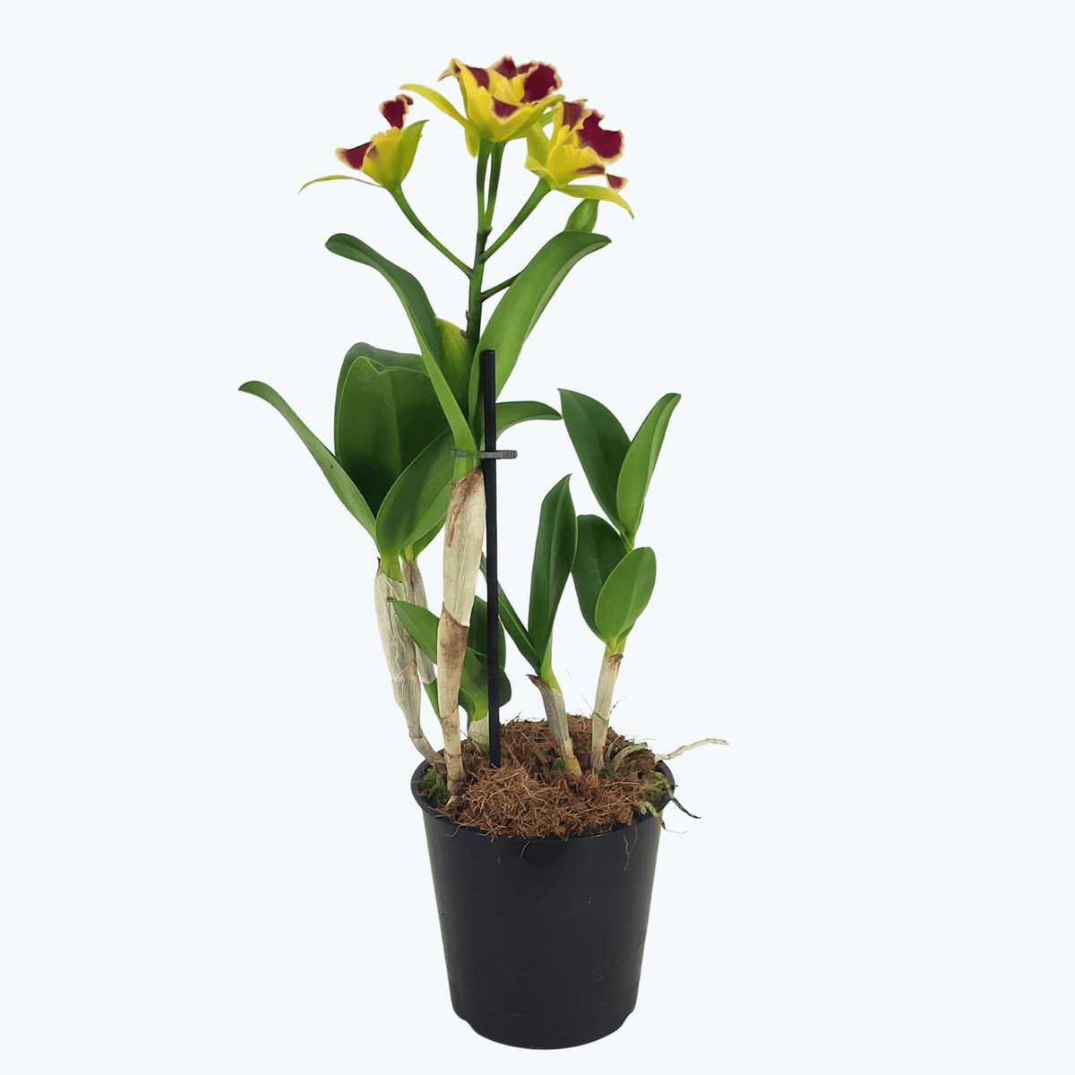 Cattleya Kaleidoscope im 12cm Topf