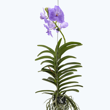Vanda Orchidee in verschiedenen Farben