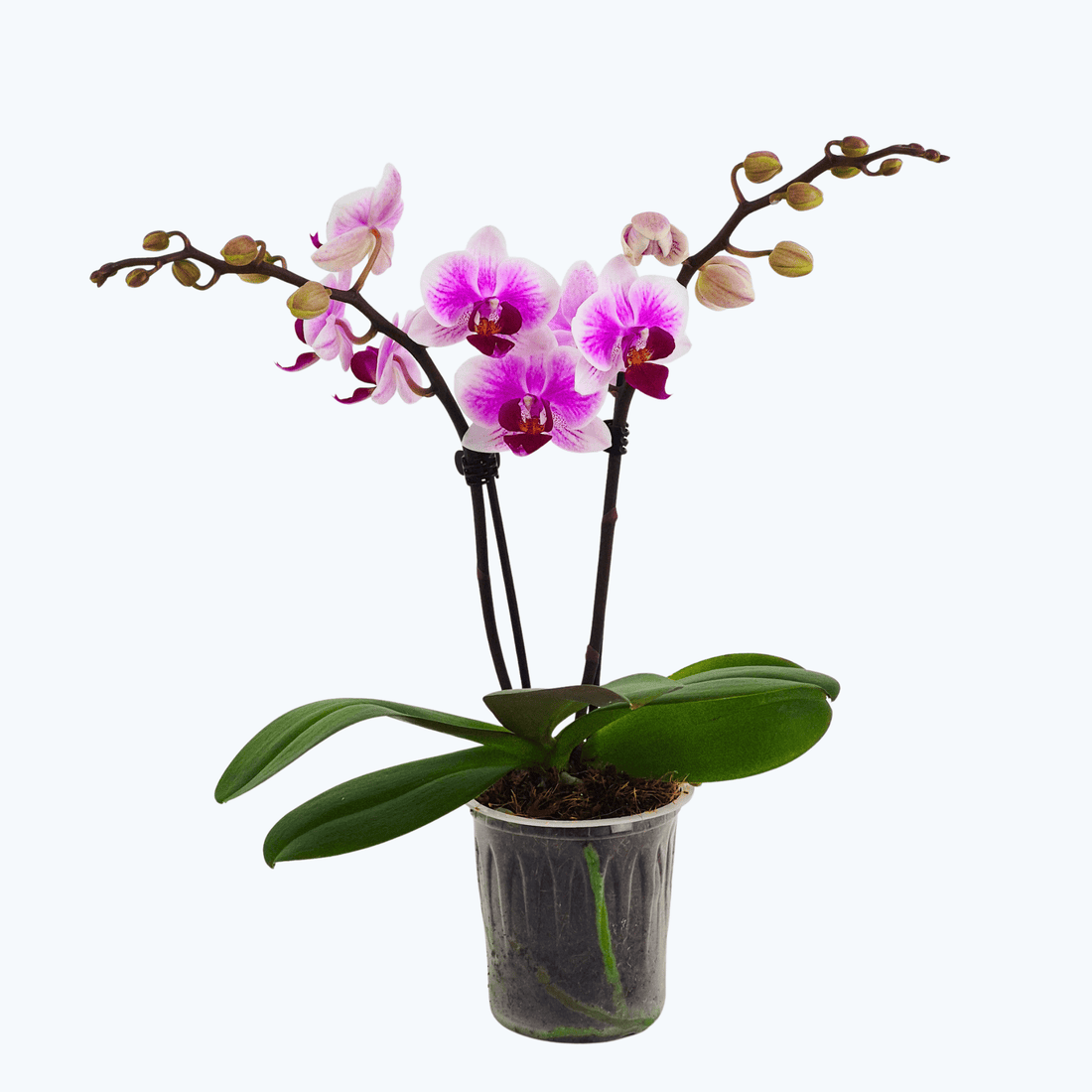Table Dance Hotaru mit zart rosa-weißen Blüten und 2 Rispen