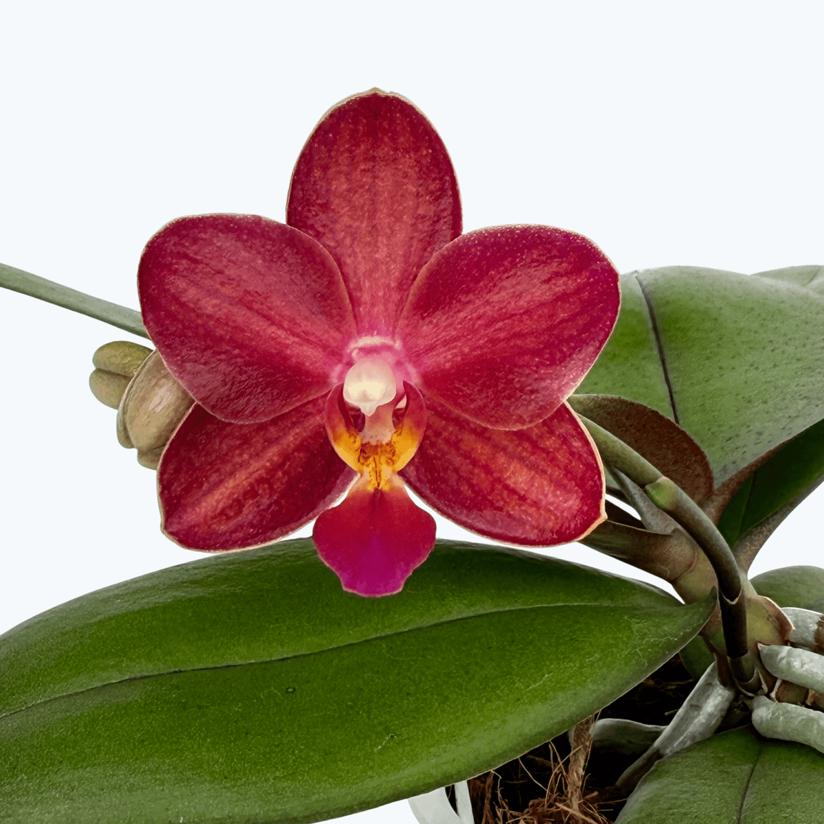 Duftphalaenopsis violaceae Hybride in verschiedenen Farben