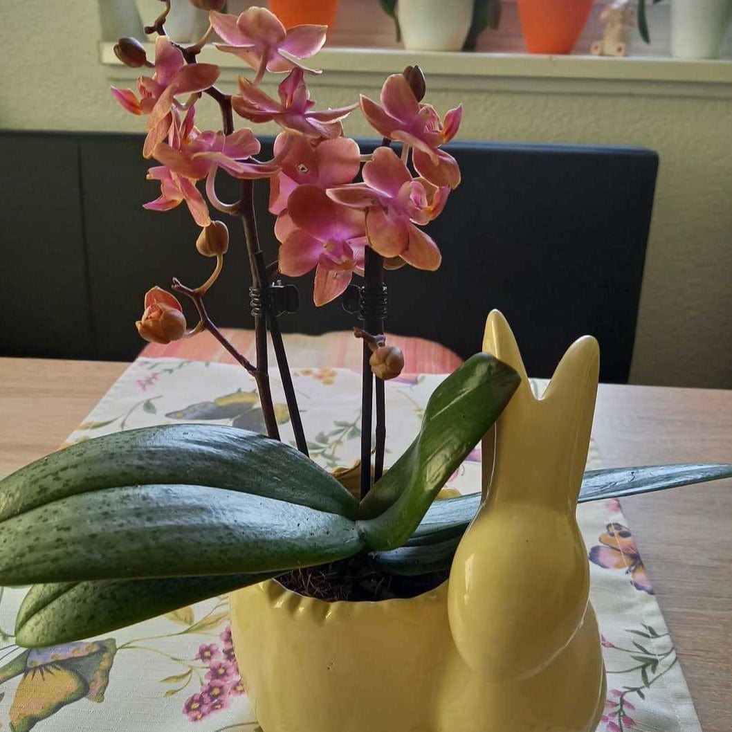 Duftorchidee Table Dance Dusty Belle mit orange-roten Blüten und 2 Rispen