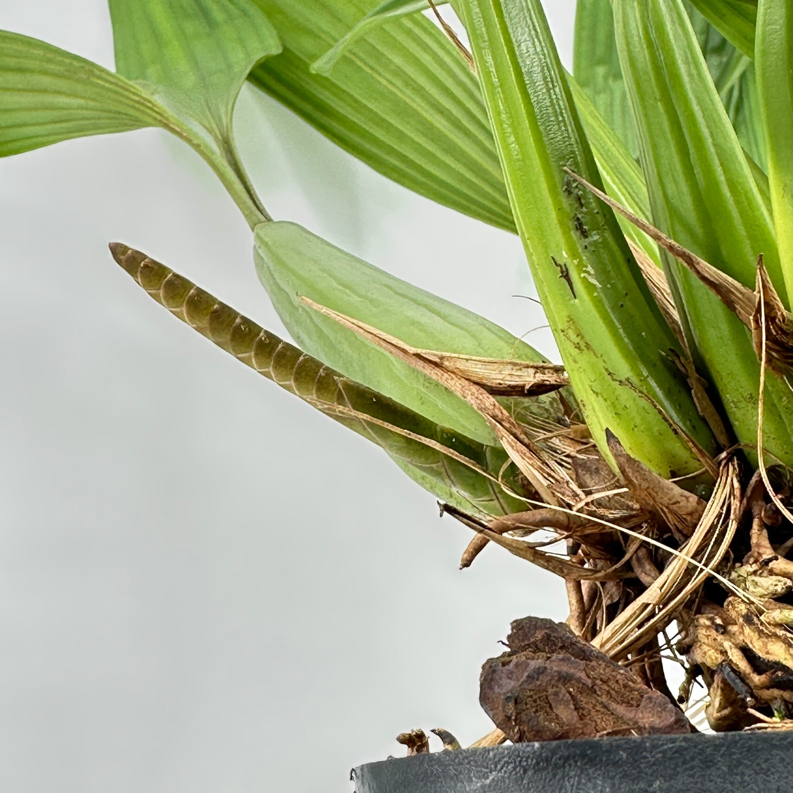 Coelogyne dayana Solitärpflanze im Orchideenkorb mit Rispenansatz - Rarität!