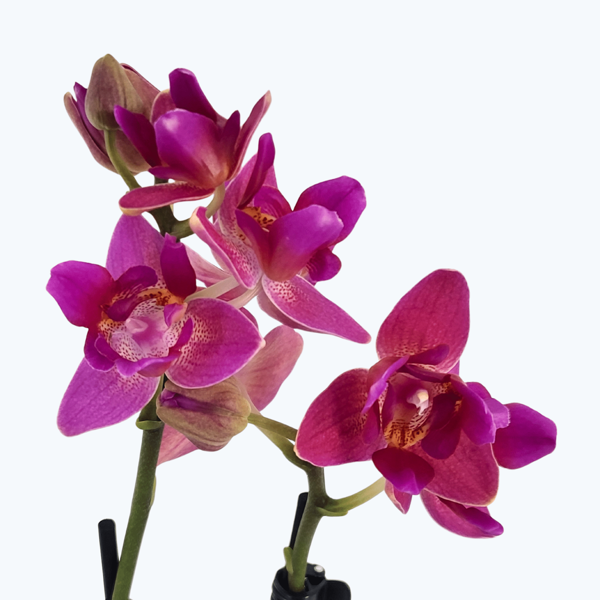 Pelorische Orchidee Table Dance Pink Flamingo mit pinken Blüten und 2 Rispen
