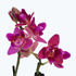 Pelorische Orchidee Table Dance Pink Flamingo mit pinken Blüten und 2 Rispen