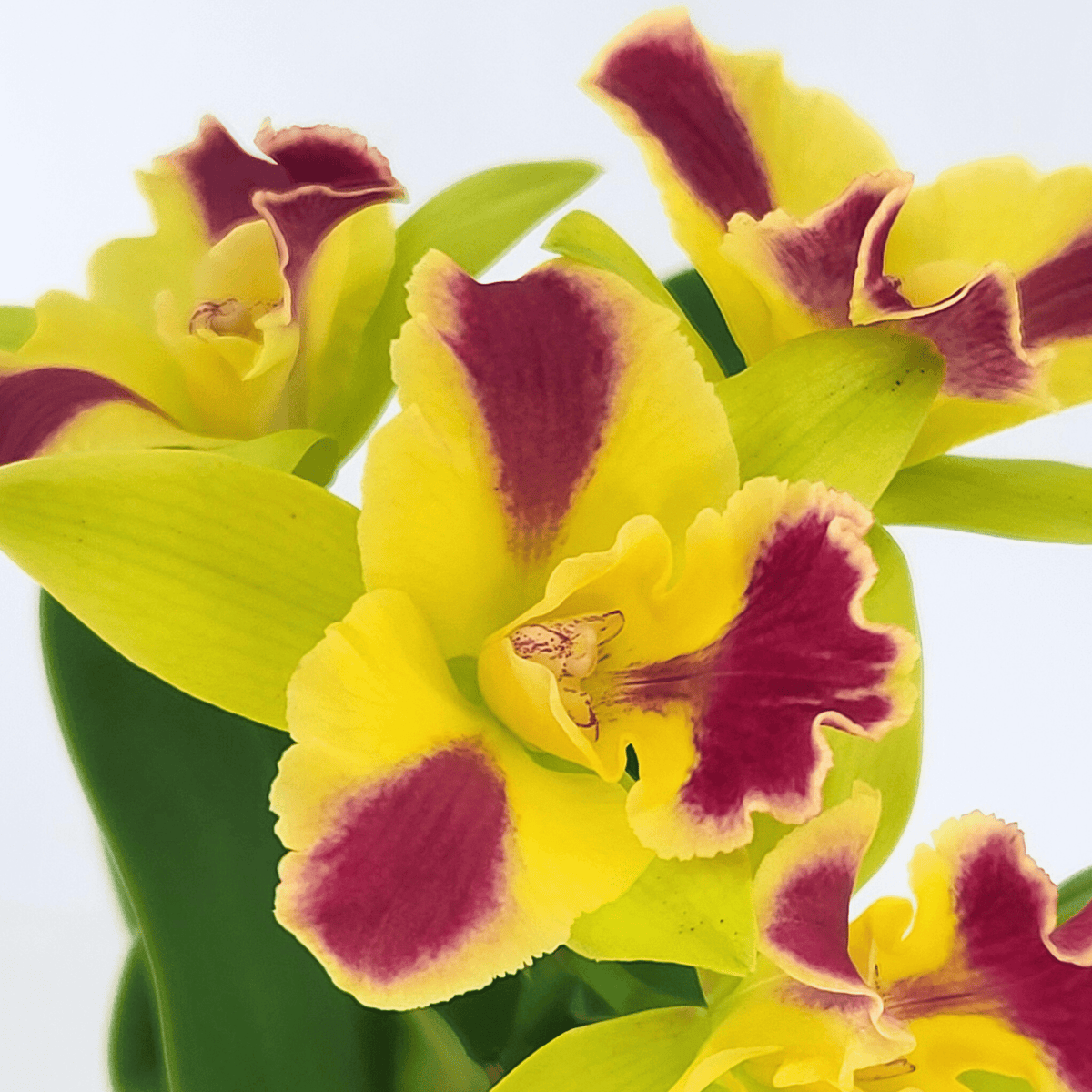 Cattleya Kaleidoscope im 12cm Topf