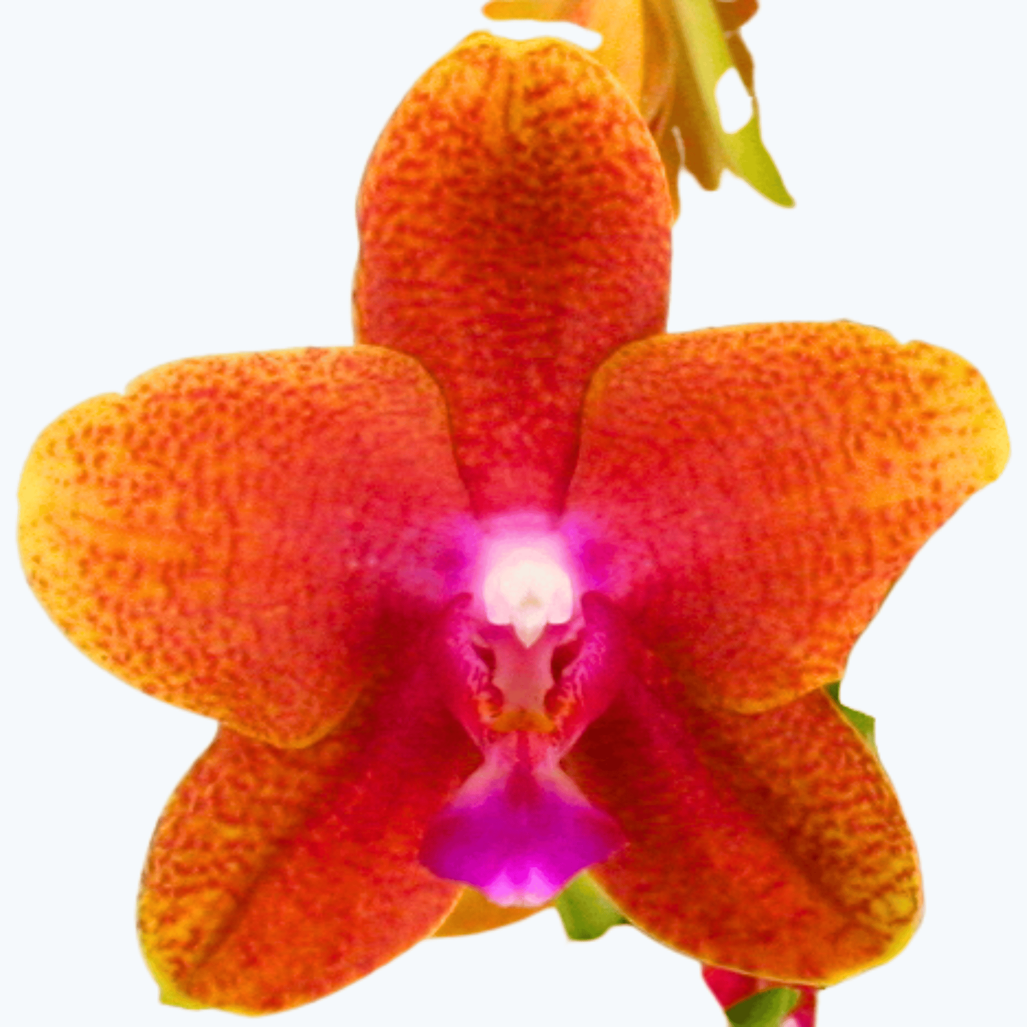Phalaenopsis Farbmix im 3er Set mit 2 Rispen