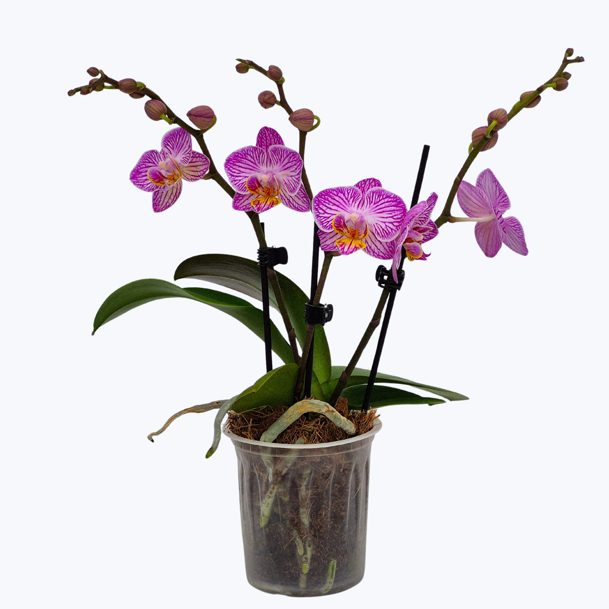 Table Dance Striata mit rosa-violetten Blüten und 3 Rispen