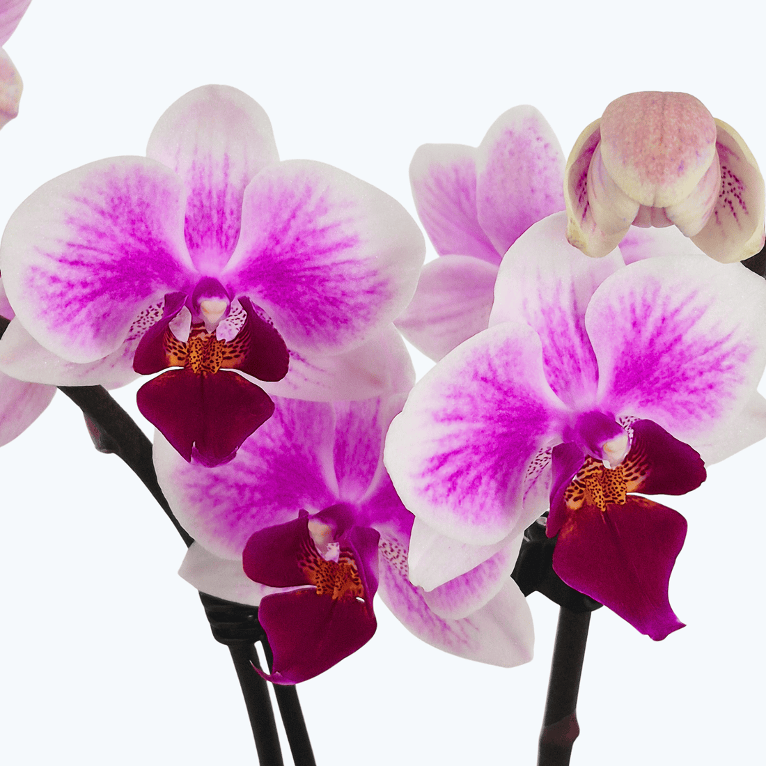 Table Dance Hotaru mit zart rosa-weißen Blüten und 2 Rispen
