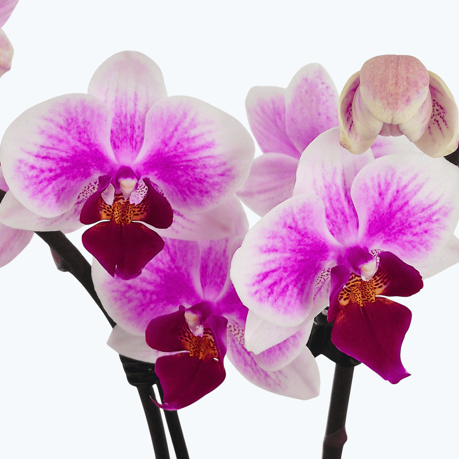 Table Dance Hotaru mit zart rosa-weißen Blüten und 2 Rispen