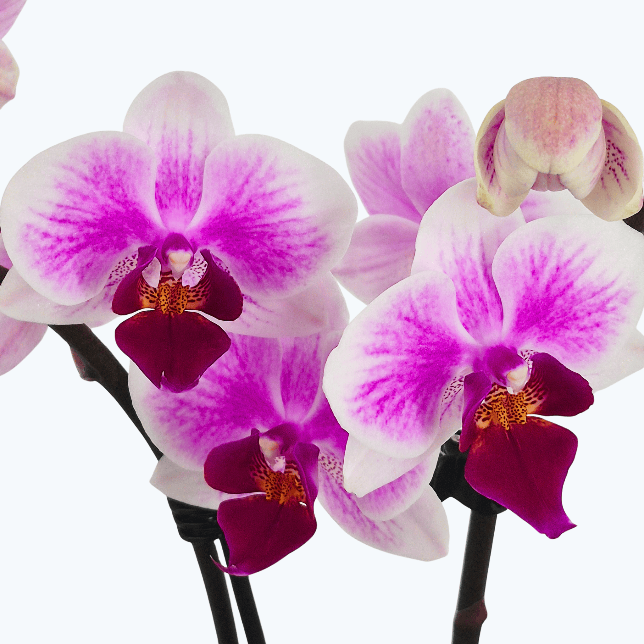 Table Dance Hotaru mit zart rosa-weißen Blüten und 2 Rispen