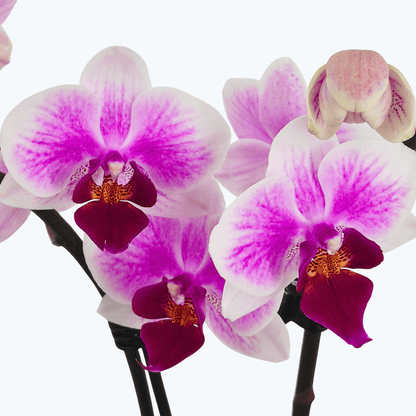 Table Dance Hotaru mit zart rosa-weißen Blüten und 2 Rispen
