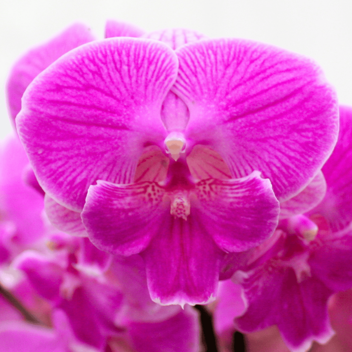 Phalaenopsis Farbmix im 3er Set mit 2 Rispen