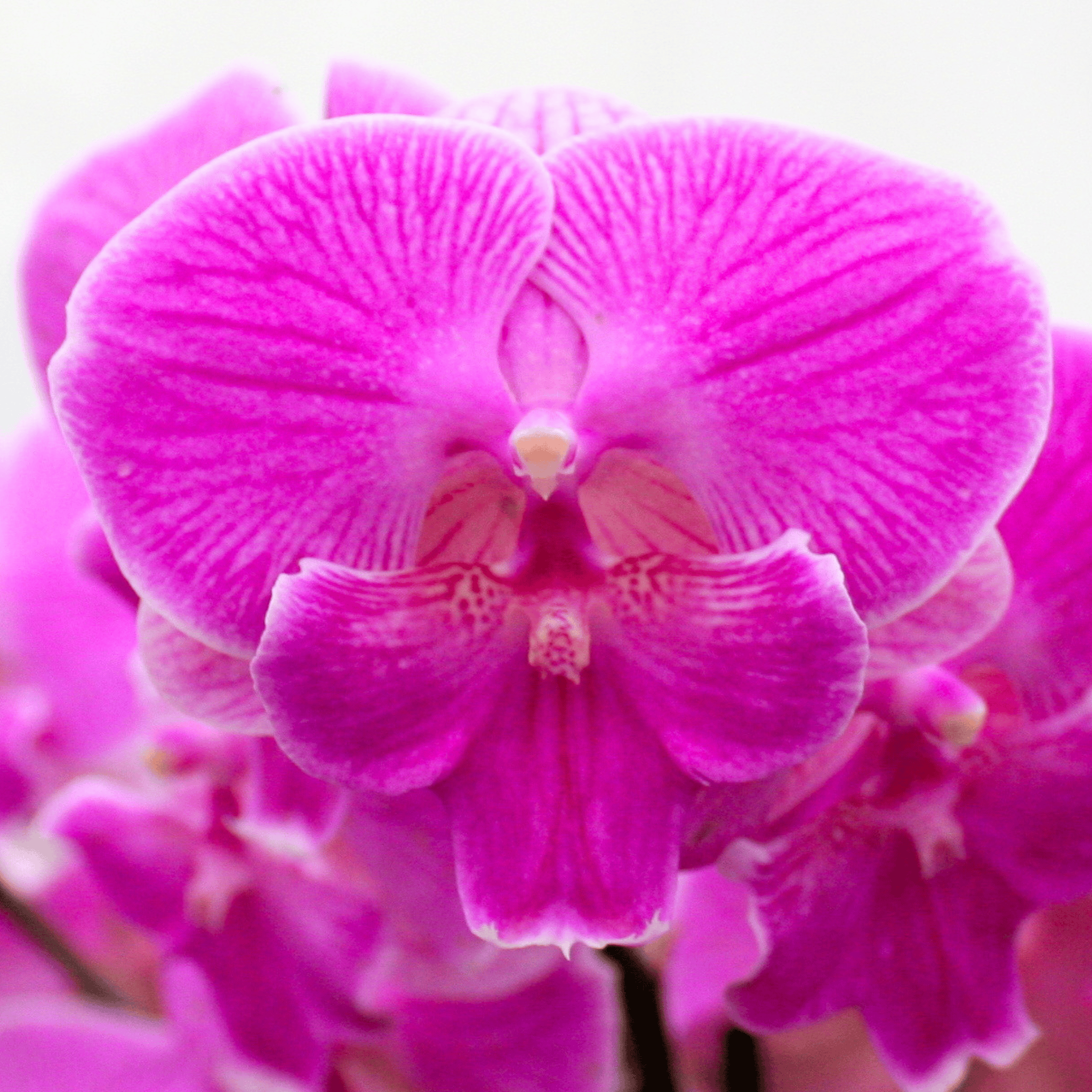 Phalaenopsis Farbmix im 3er Set mit 2 Rispen