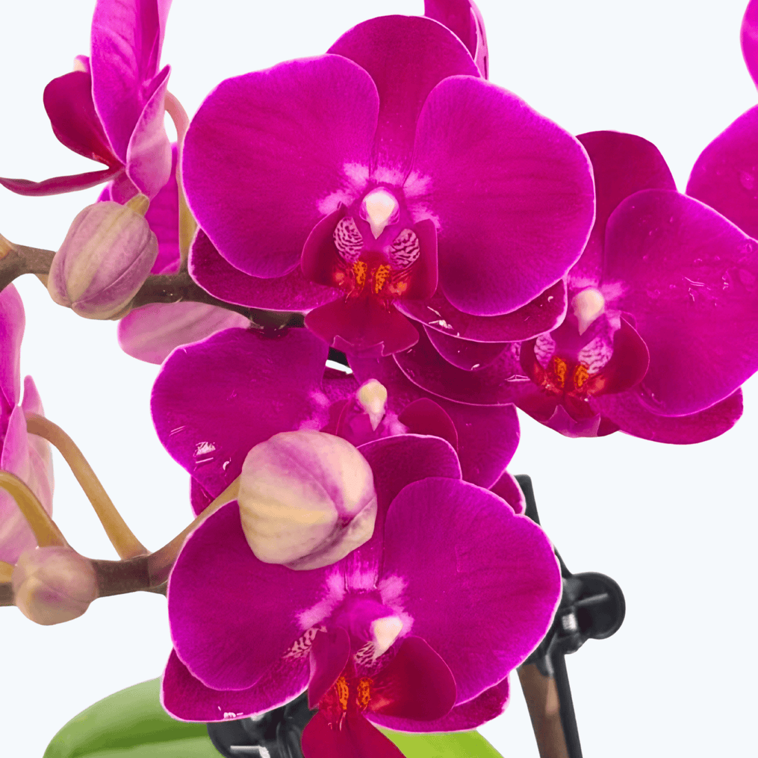 Phalaenopsis Palenque mit magentafarbenen Blüten und 3 Rispen