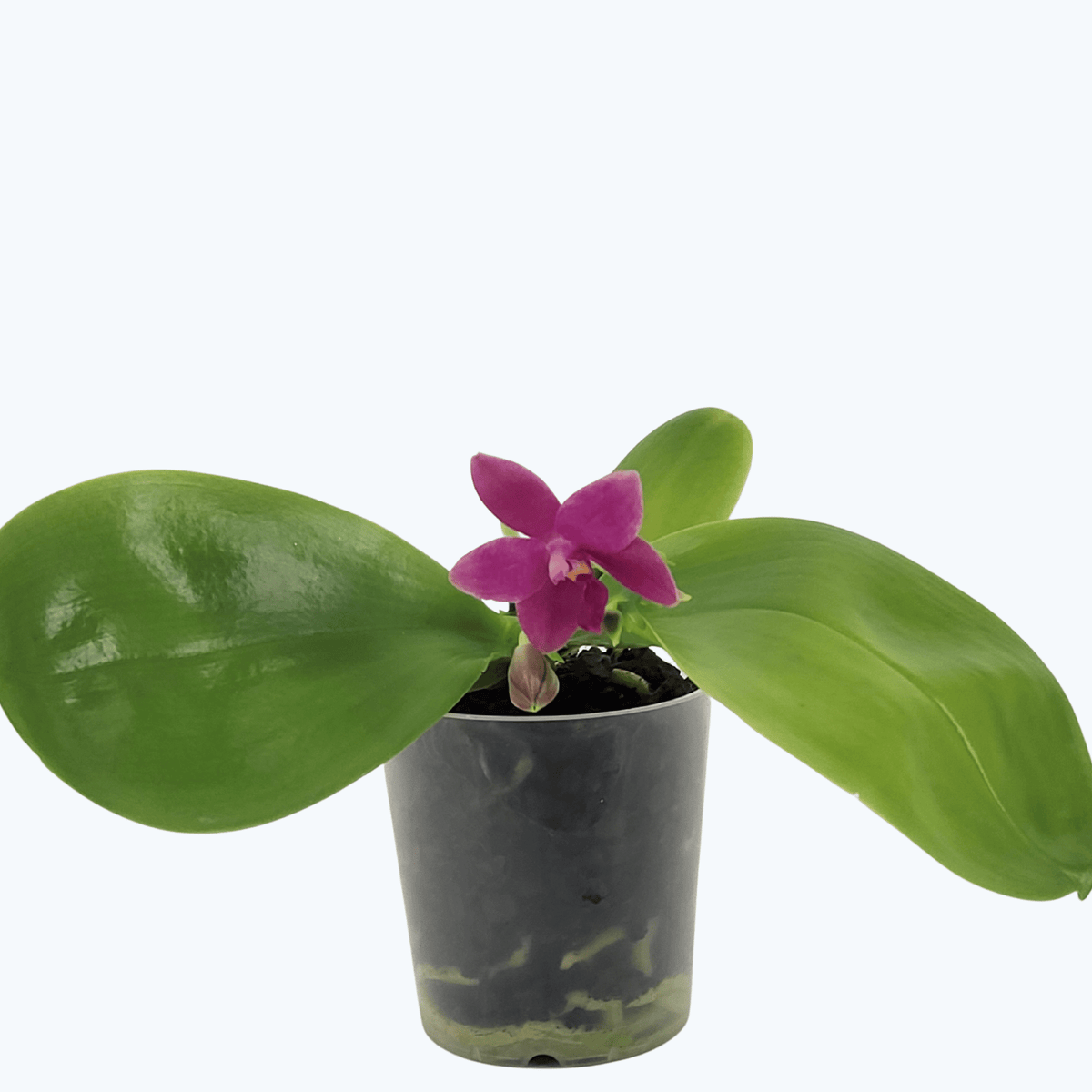 Duftphalaenopsis violaceae Hybride in verschiedenen Farben